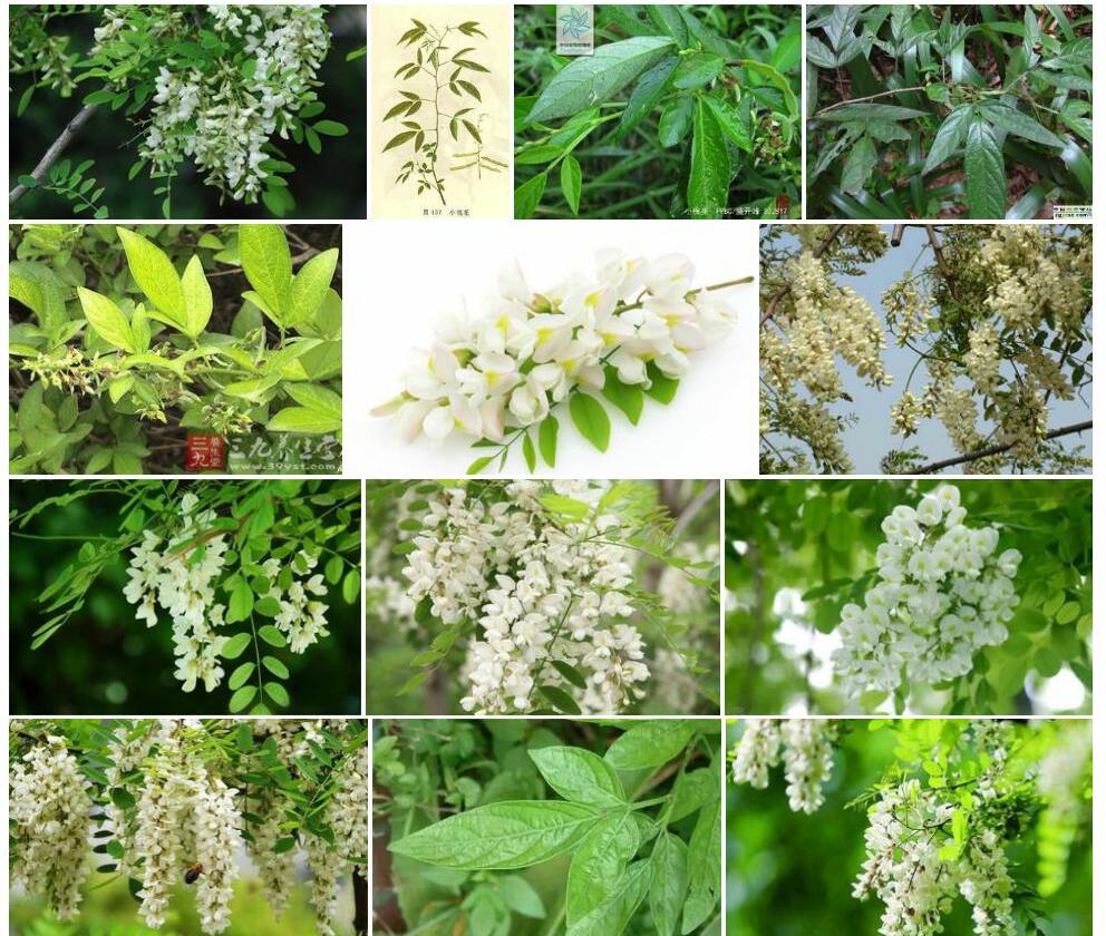 小槐花照片和图片/
