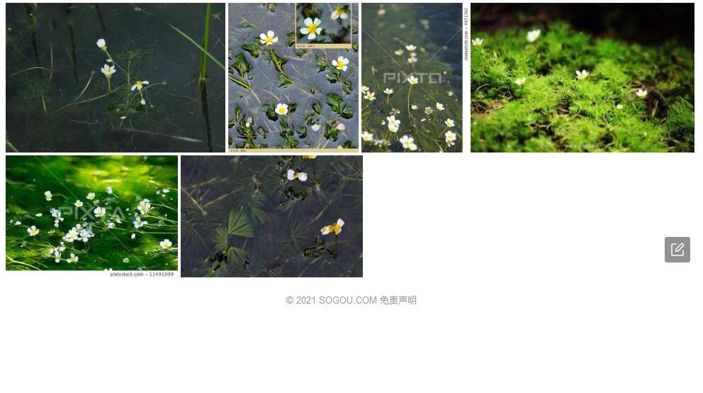 小水毛茛照片和图片/