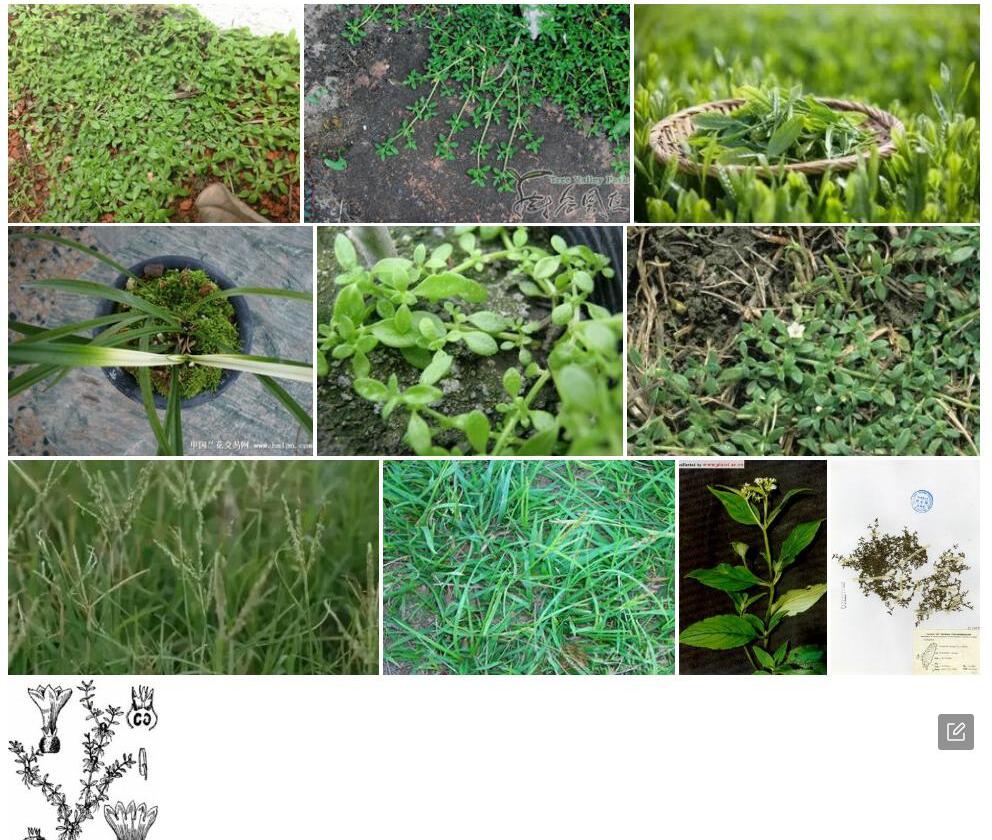 小牙草照片和图片/
