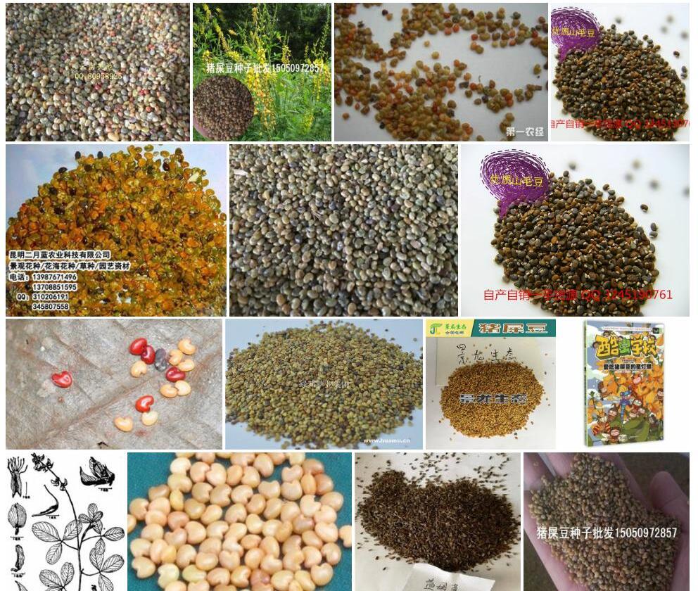 小猪屎豆照片和图片/