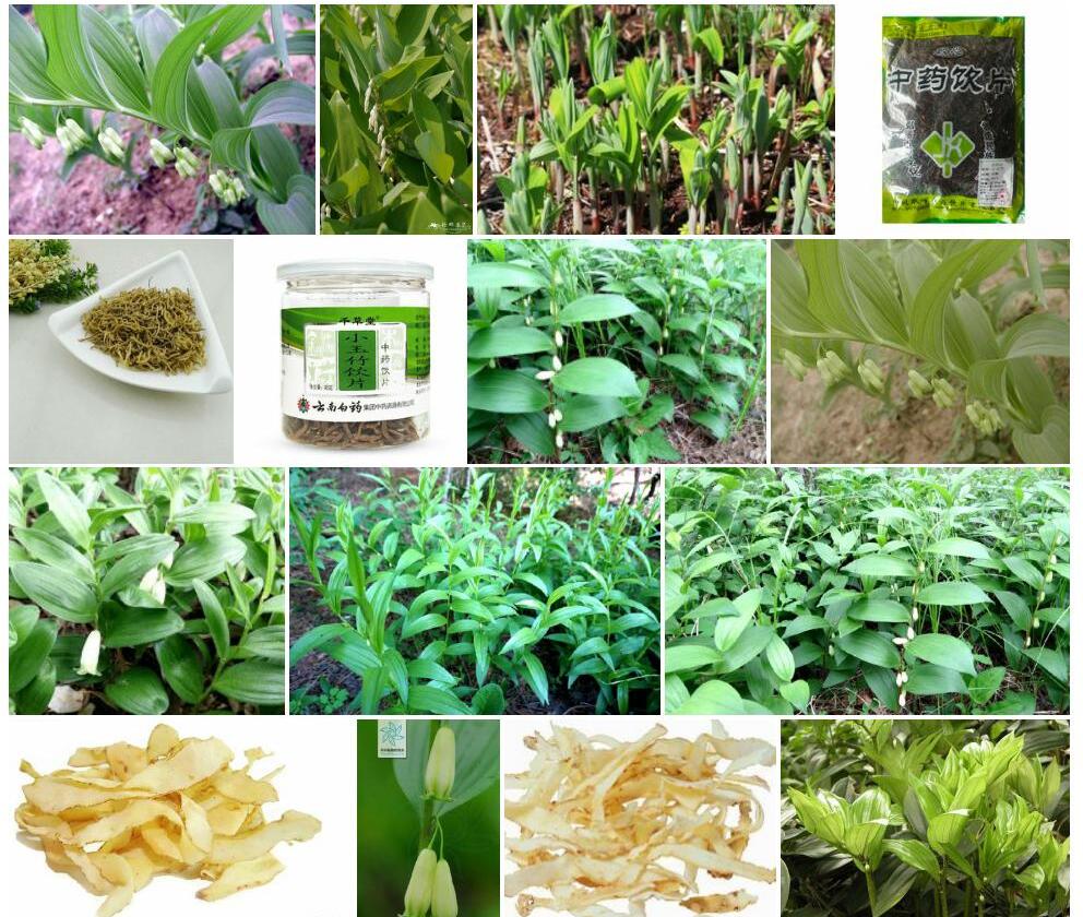 小玉竹照片和图片/