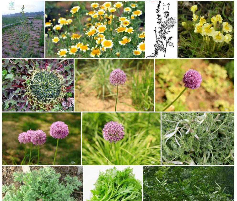 小球花蒿照片和图片/