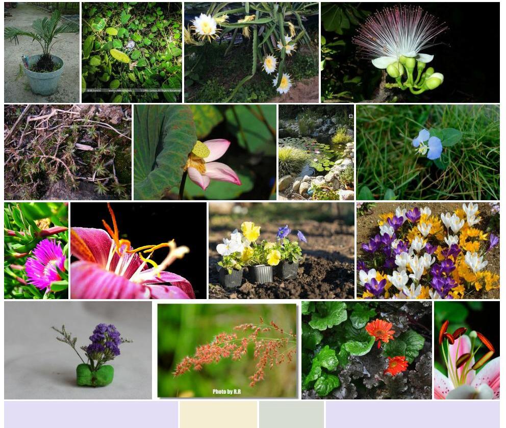 小琉球鳞花草照片和图片/