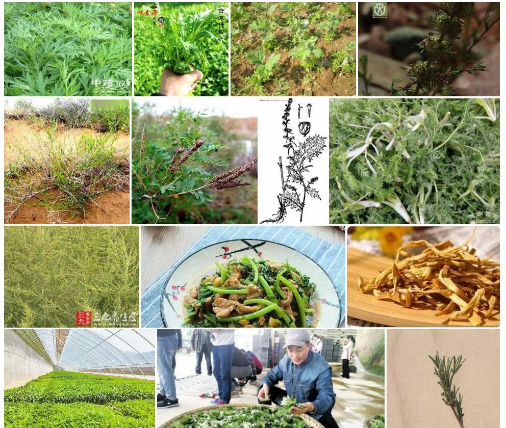 小甘肃蒿照片和图片/