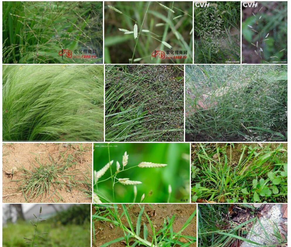 小画眉草照片和图片/