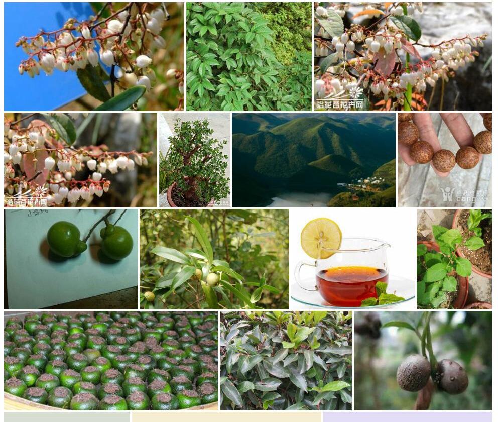 小瘤果茶照片和图片/
