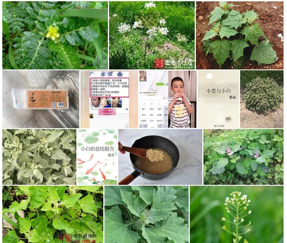 小白藜照片和图片/