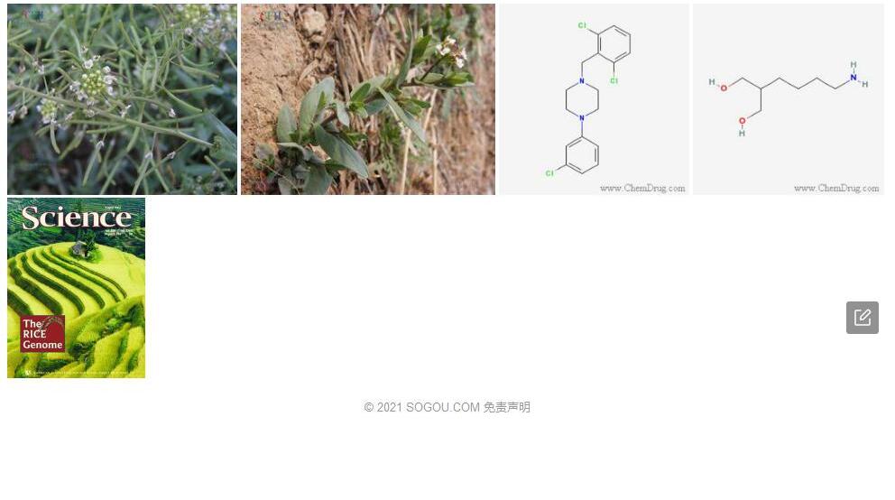 小盐芥照片和图片/
