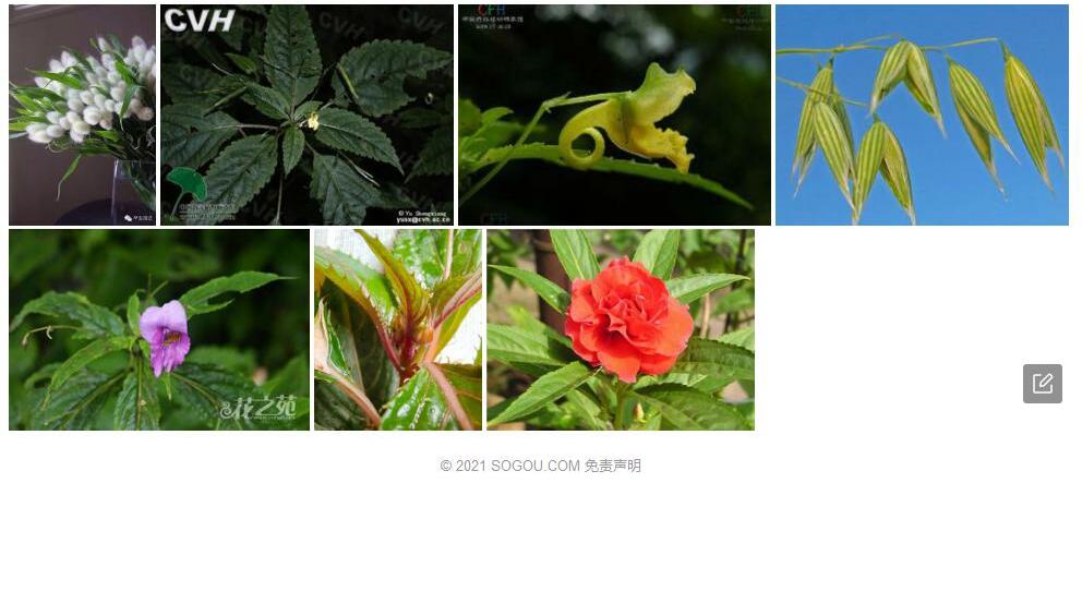 小穗凤仙花照片和图片/