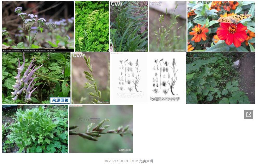 小穗臭草照片和图片/