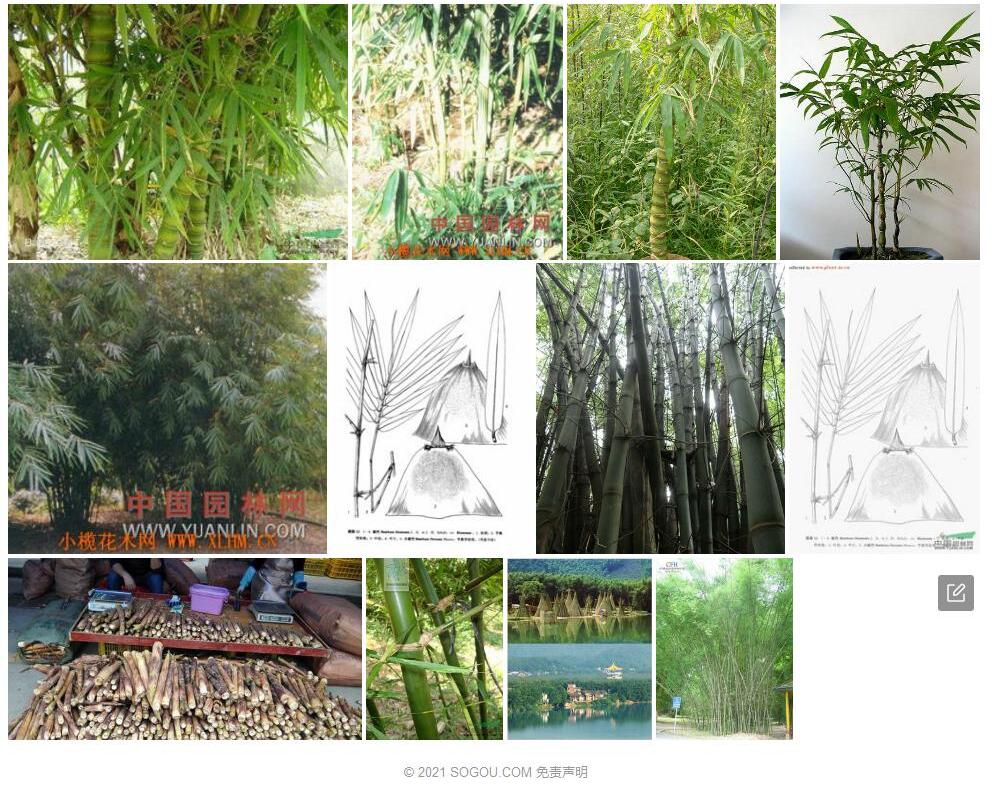 小簕竹照片和图片/