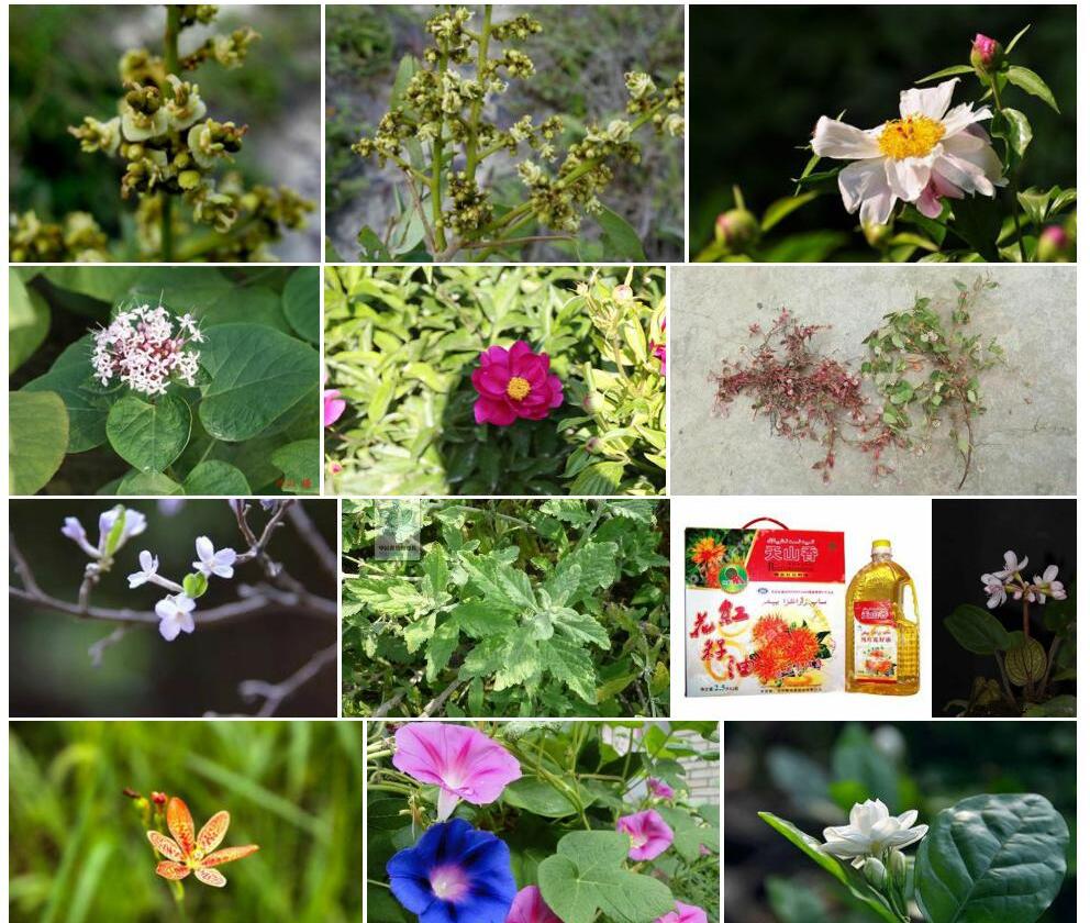 小籽口药花照片和图片/