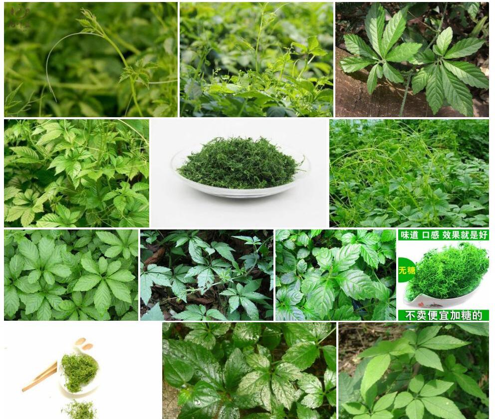 小籽绞股蓝照片和图片/