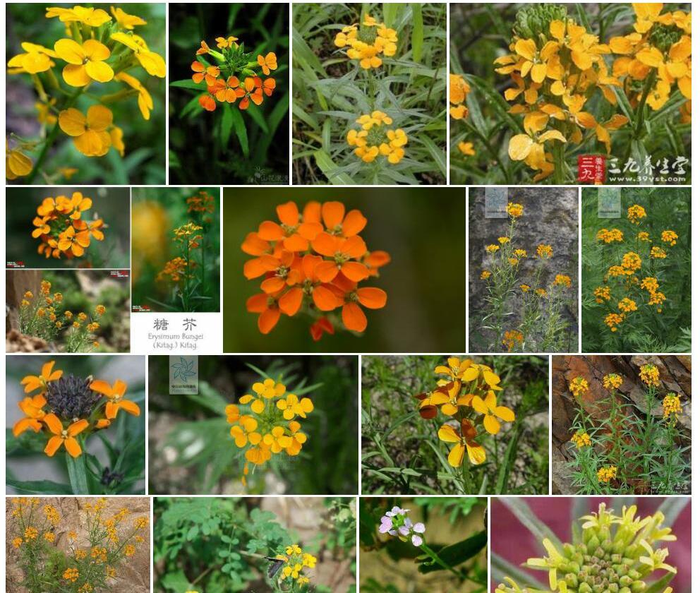 小糖芥照片和图片/