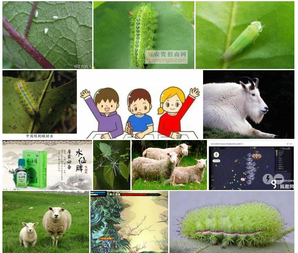 小绿刺照片和图片/