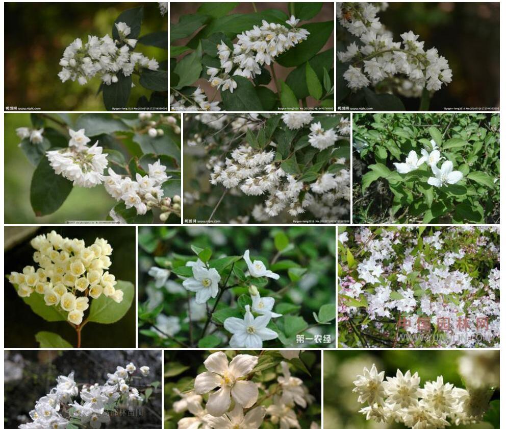 小聚花溲疏照片和图片/