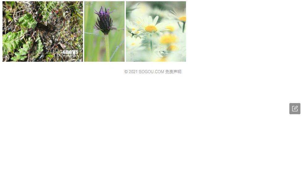小舌风毛菊照片和图片/