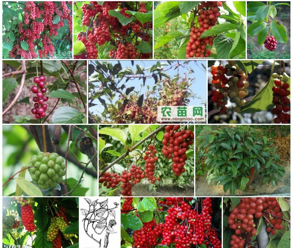 小花五味子照片和图片/