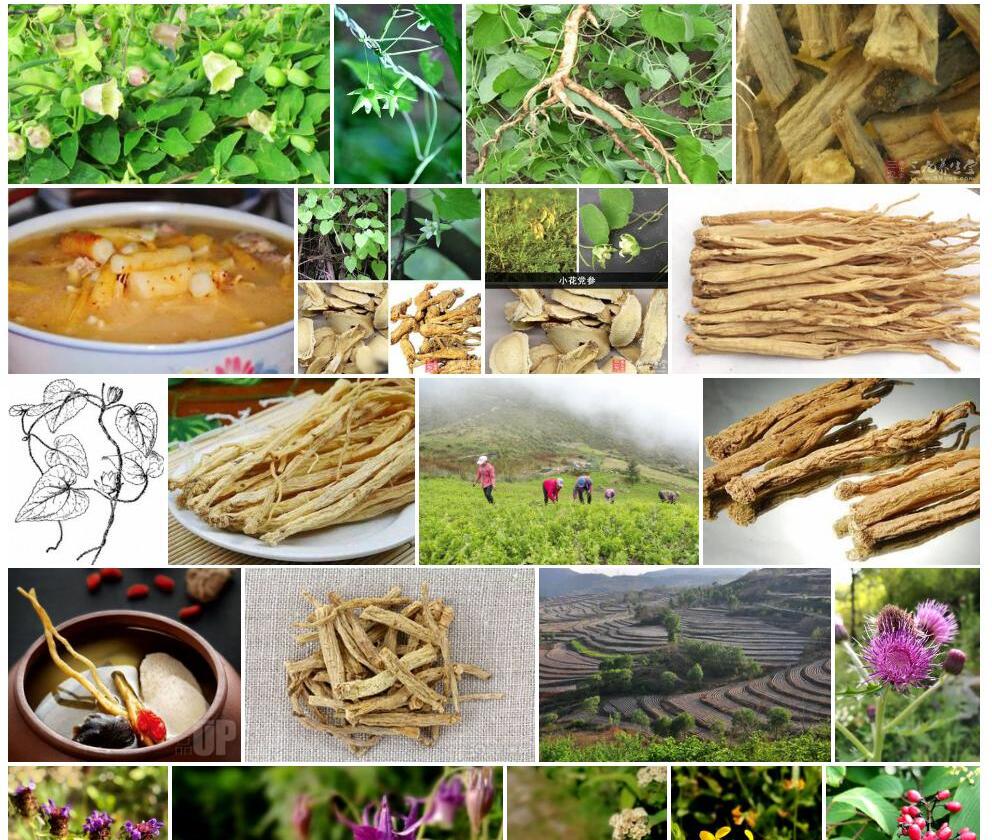 小花党参照片和图片/
