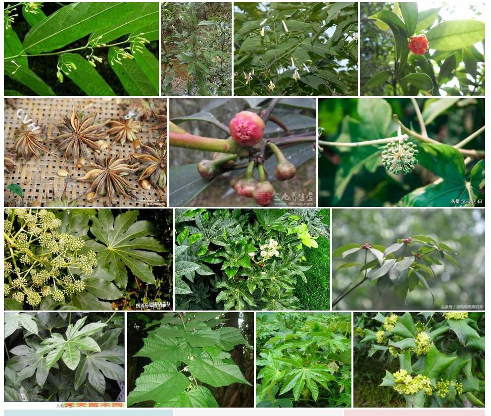 小花八角照片和图片/
