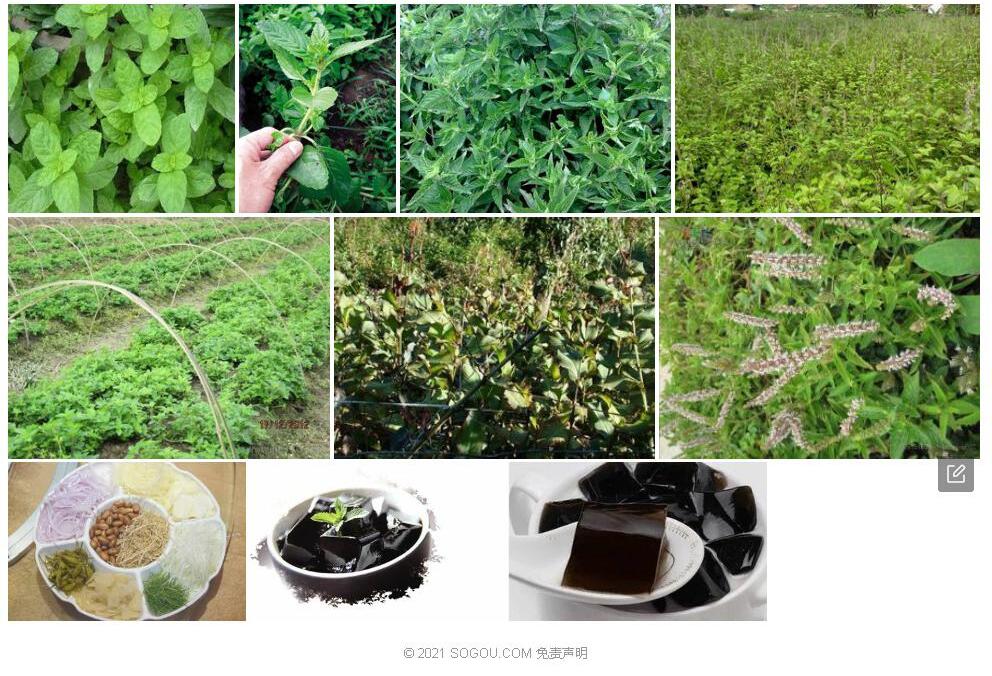 小花凉粉草照片和图片/