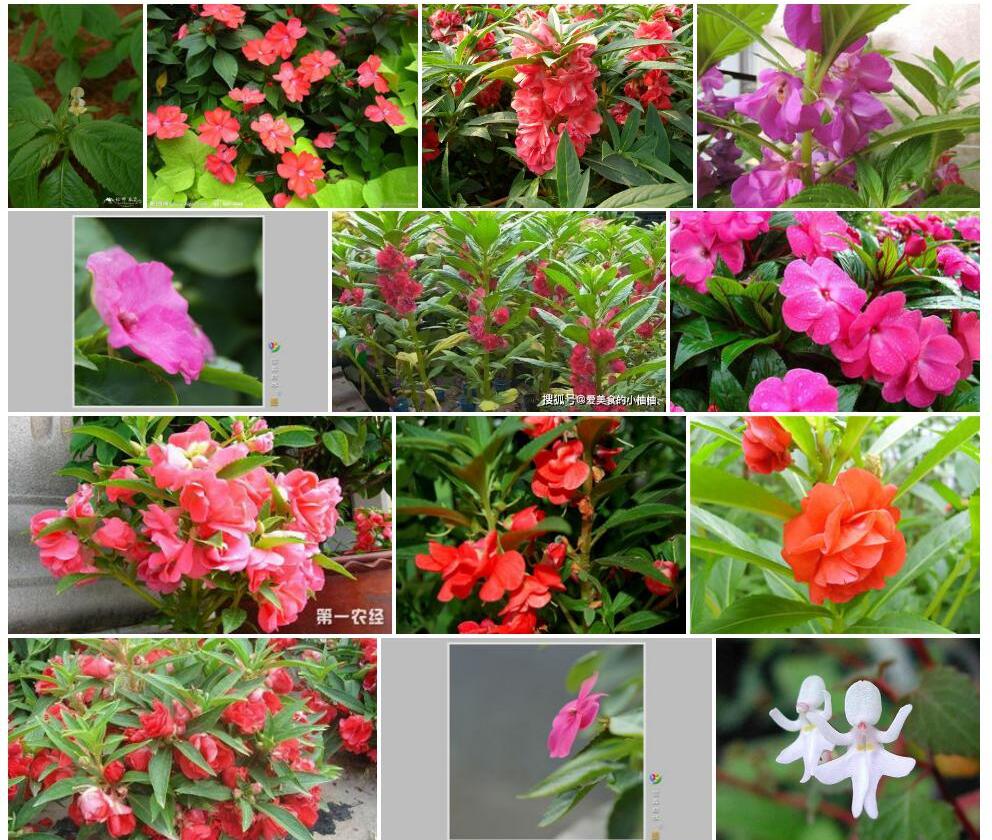 小花凤仙花照片和图片/