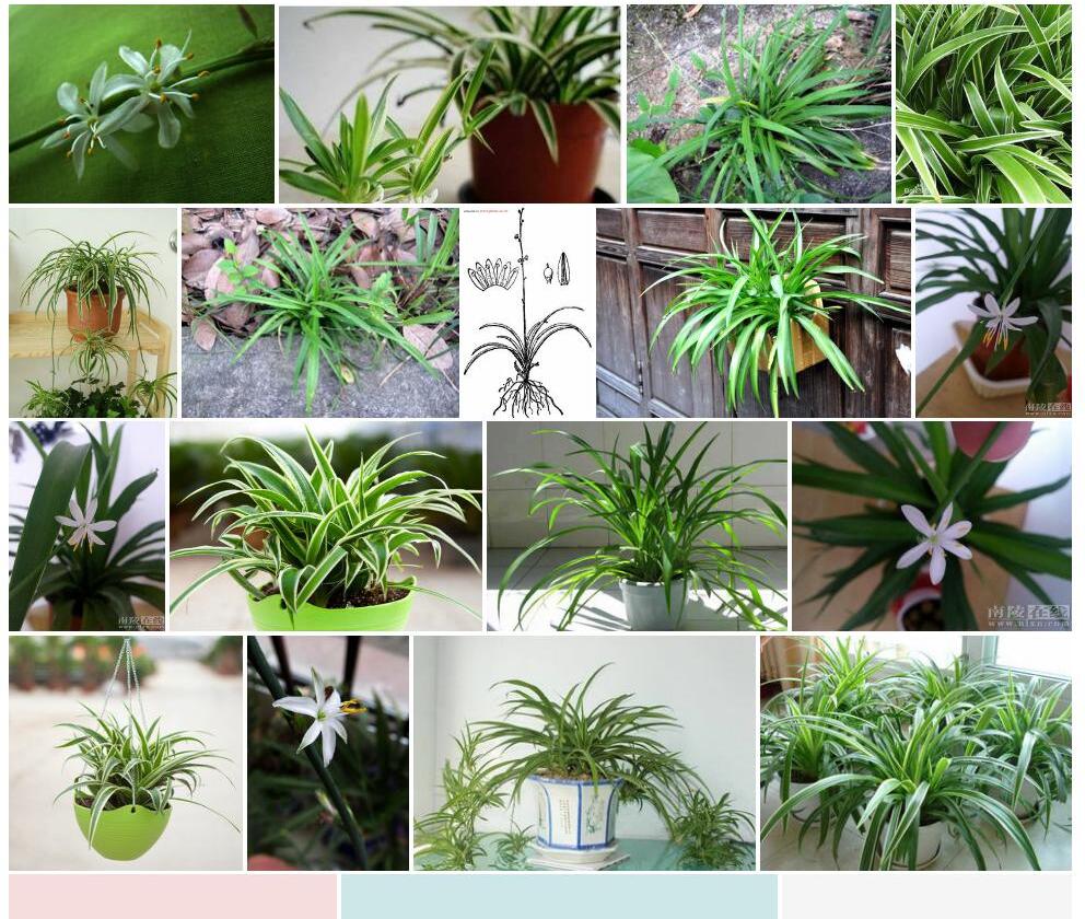 小花吊兰照片和图片/