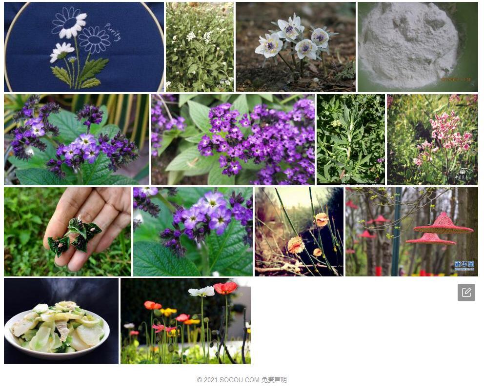 小花天芥菜照片和图片/