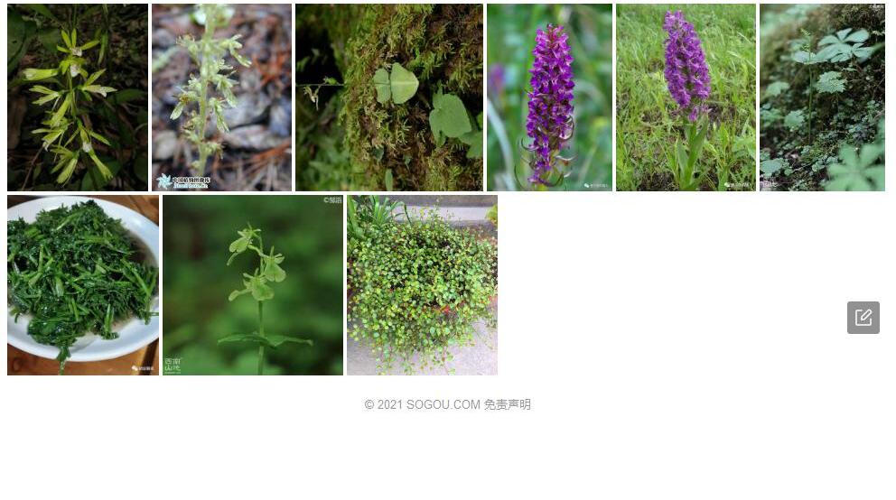 小花对叶兰照片和图片/