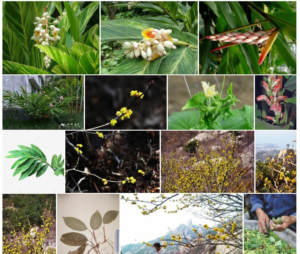 小花山姜照片和图片/