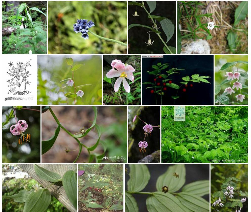 小花扭柄花照片和图片/