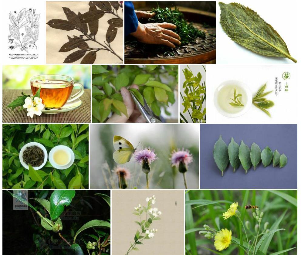 小花折柄茶照片和图片/