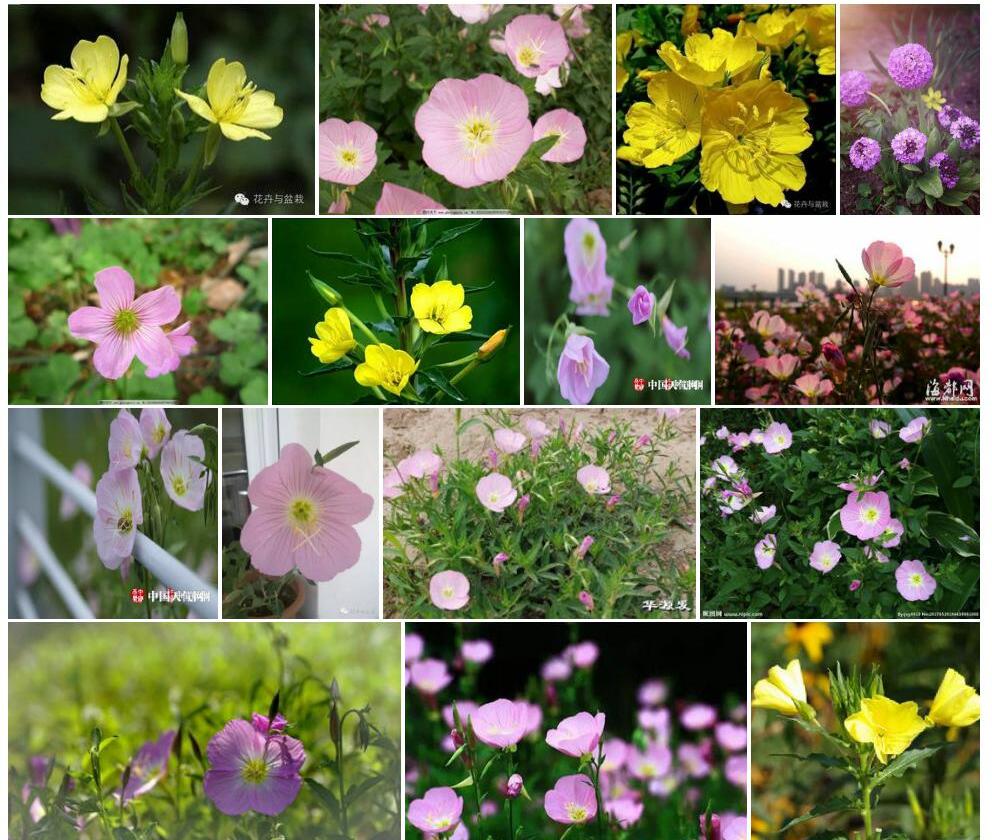 小花月见草照片和图片/