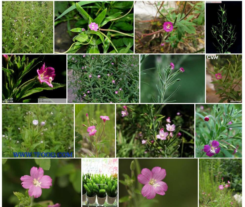 小花柳叶菜照片和图片/