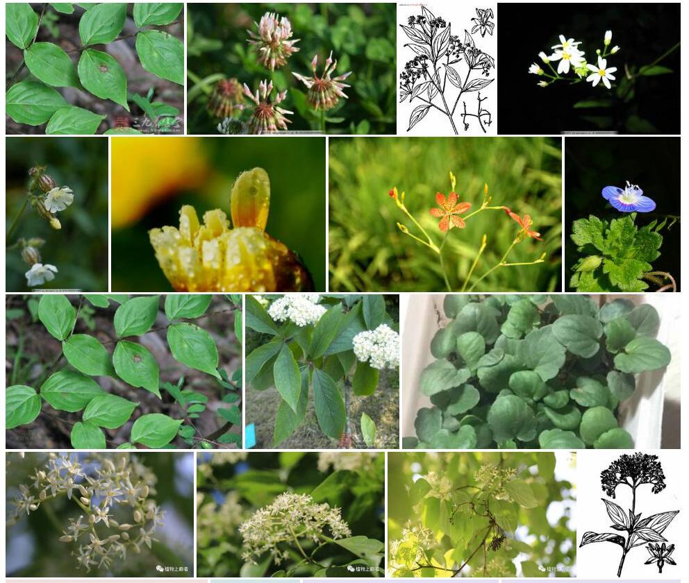 小花梾木照片和图片/