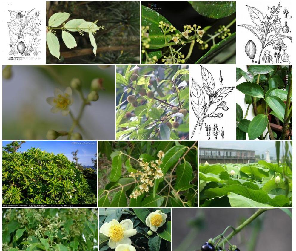 小花檬果樟照片和图片/