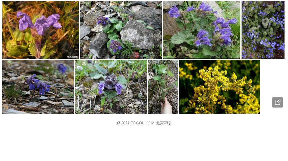 小花毛建草照片和图片/
