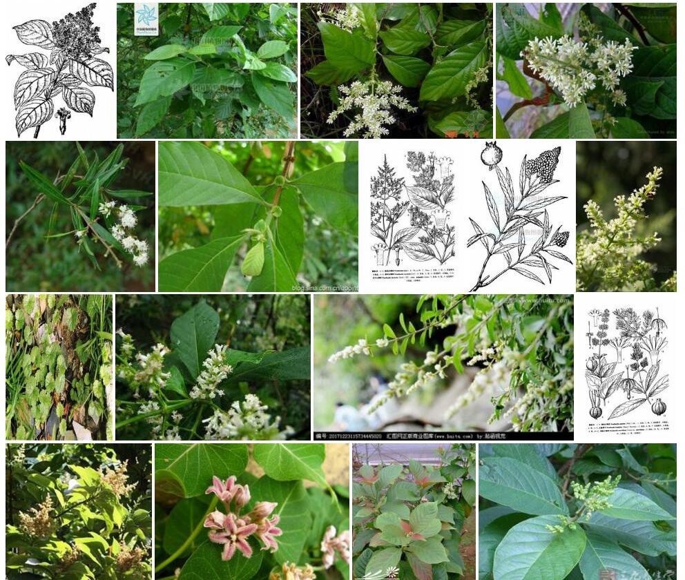 小花水锦树照片和图片/