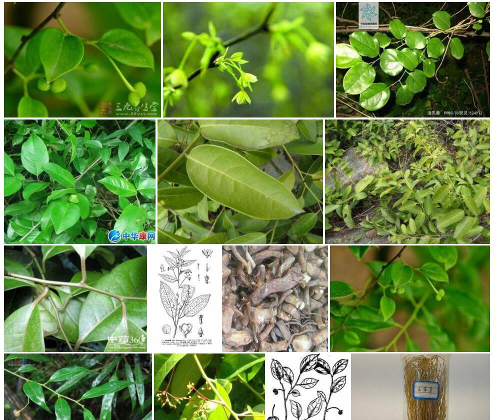 小花清风藤照片和图片/