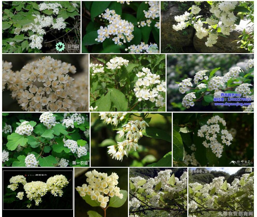 小花溲疏照片和图片/