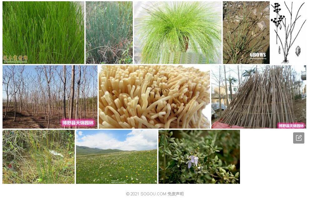 小花灯心草照片和图片/
