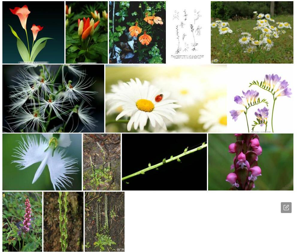 小花玉凤花照片和图片/