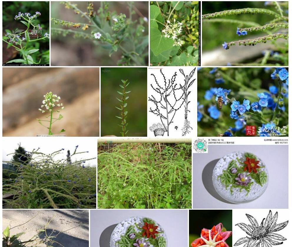 小花琉璃草照片和图片/
