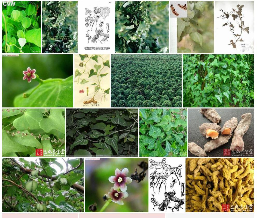 小花盾叶薯蓣照片和图片/