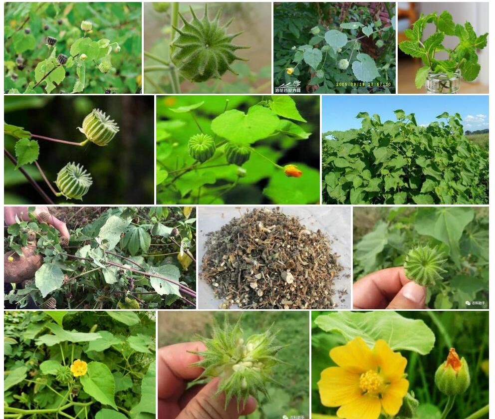 小花磨盘草照片和图片/