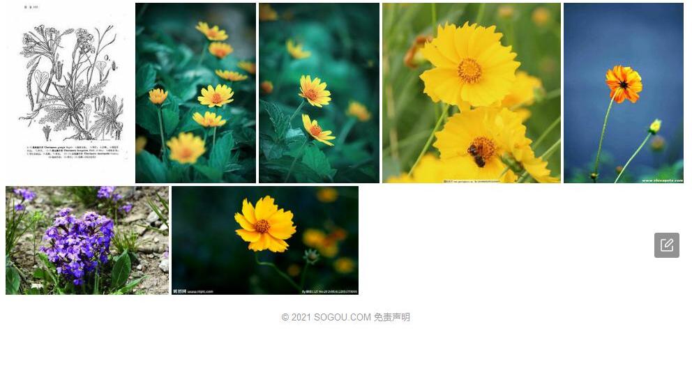 小花离子芥照片和图片/