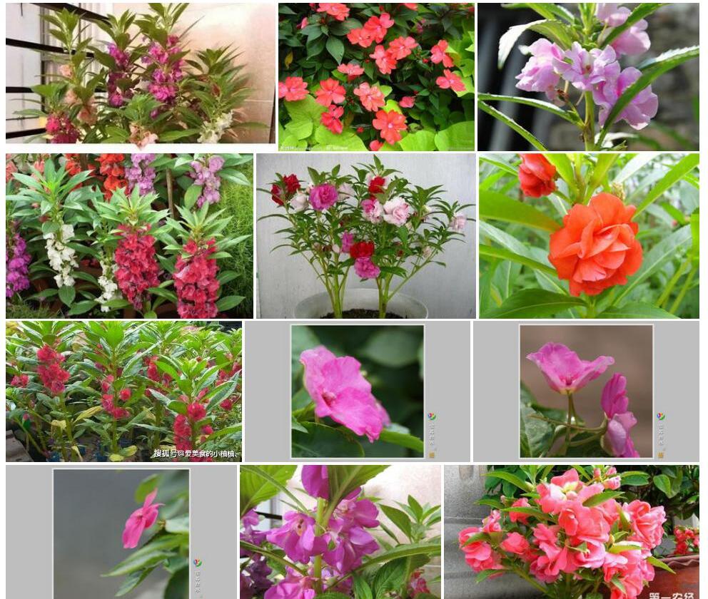 小花窄萼凤仙花照片和图片/