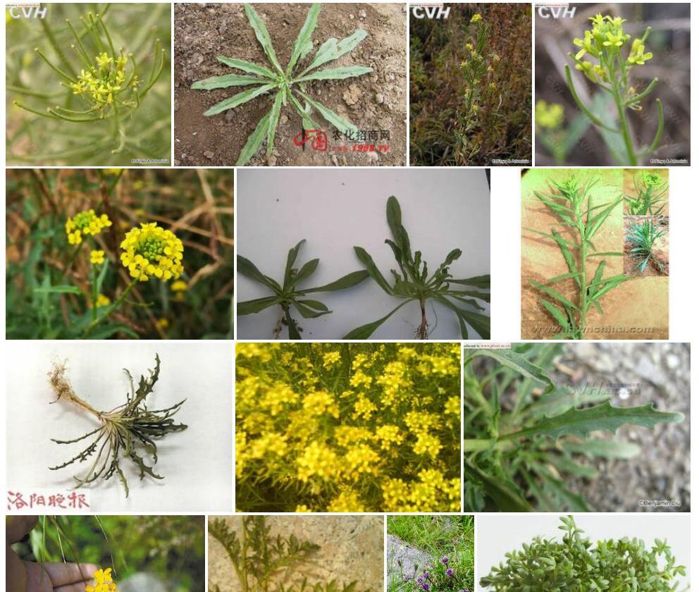 小花糖芥照片和图片/