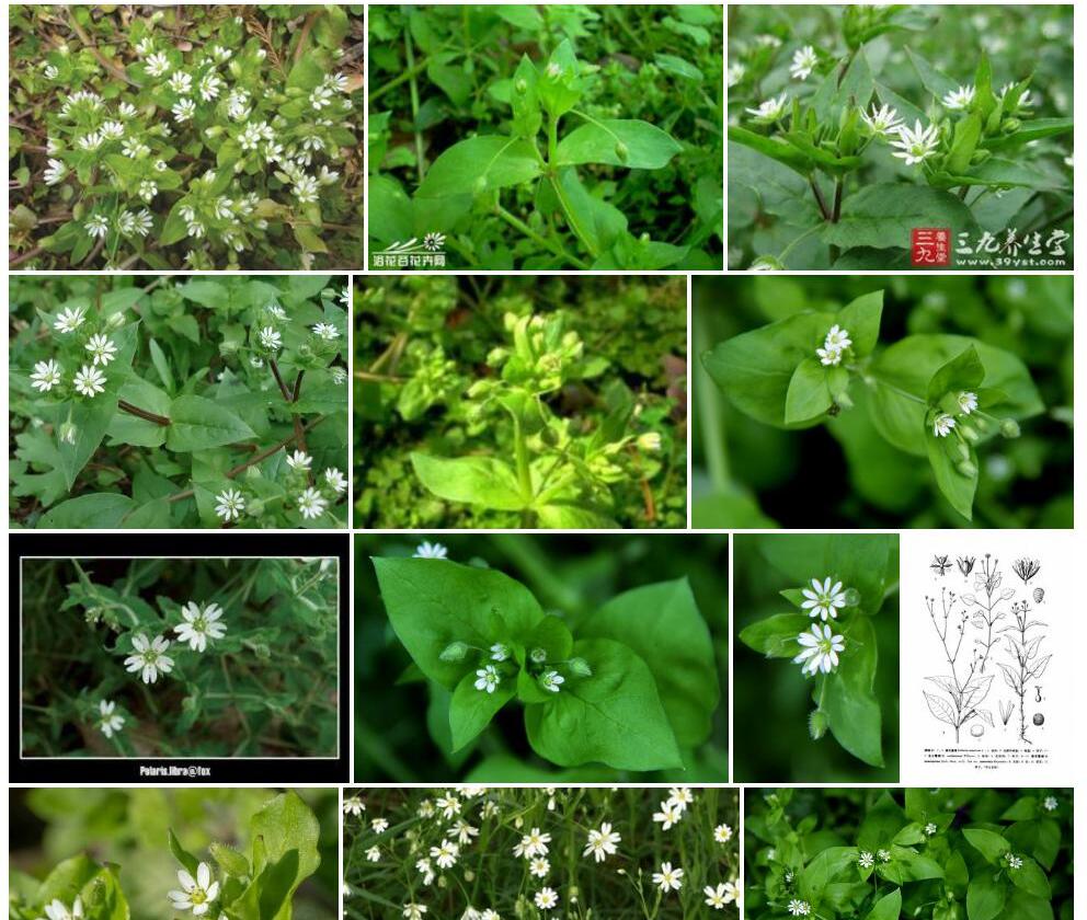 小花繁缕照片和图片/
