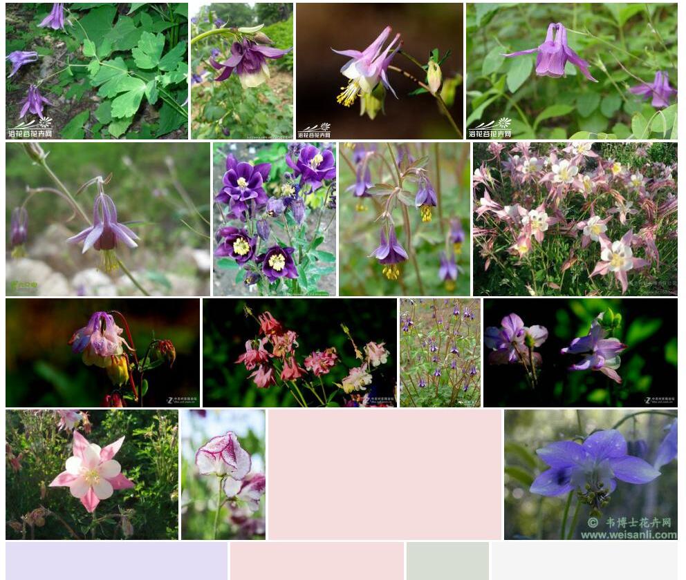 小花耧斗菜照片和图片/